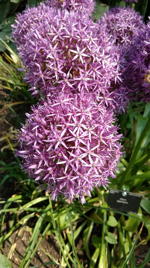 Allium giganteum plantplacesimage20160605_152227.jpg