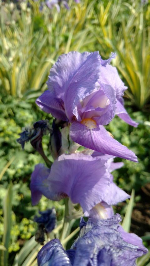 Iris pallida plantplacesimage20160605_152329.jpg