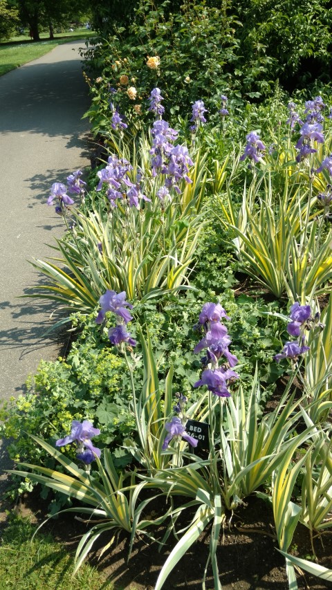 Iris pallida plantplacesimage20160605_152349.jpg