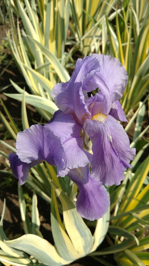 Iris pallida plantplacesimage20160605_152424.jpg