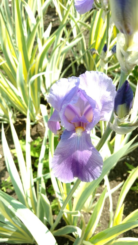 Iris pallida plantplacesimage20160605_152435.jpg