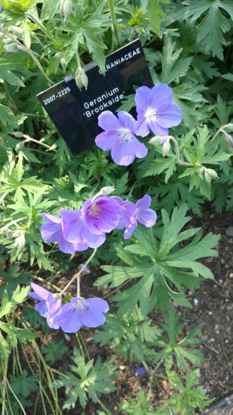 Geranium  plantplacesimage20160605_152748.jpg