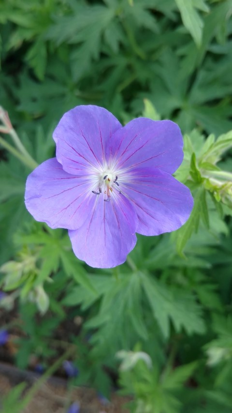 Geranium  plantplacesimage20160605_152756.jpg