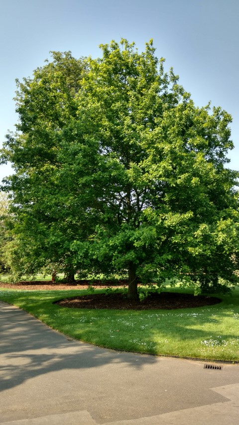 Quercus texana plantplacesimage20160605_152922.jpg