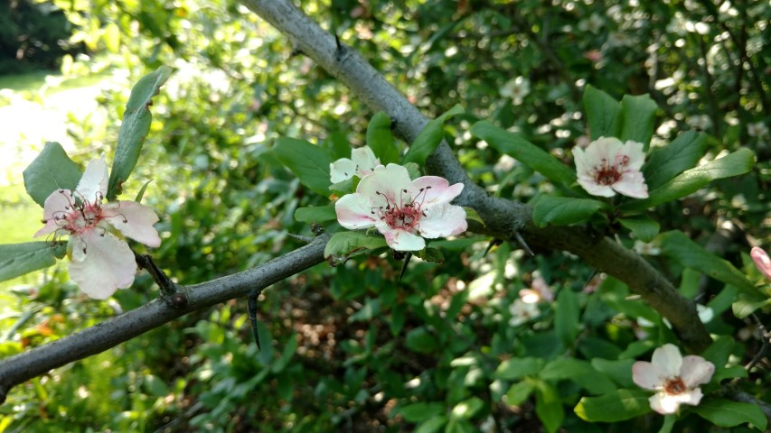 Mespilus germanica plantplacesimage20160605_153000.jpg