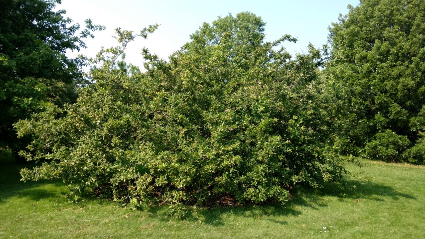 Mespilus germanica plantplacesimage20160605_153039.jpg