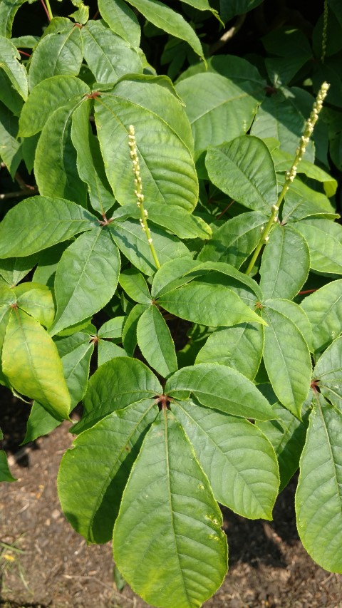 Aesculus parviflora plantplacesimage20160605_153235.jpg