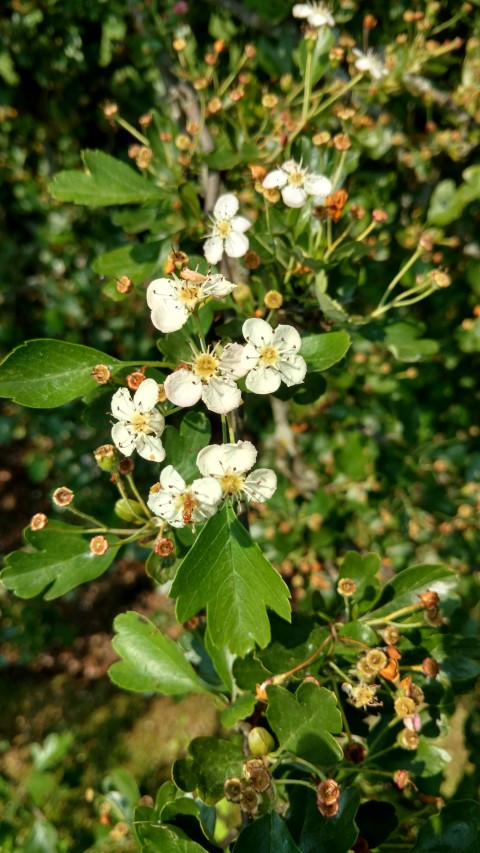 Crataegus monogyna plantplacesimage20160605_153336.jpg