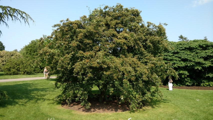 Crataegus monogyna plantplacesimage20160605_153353.jpg