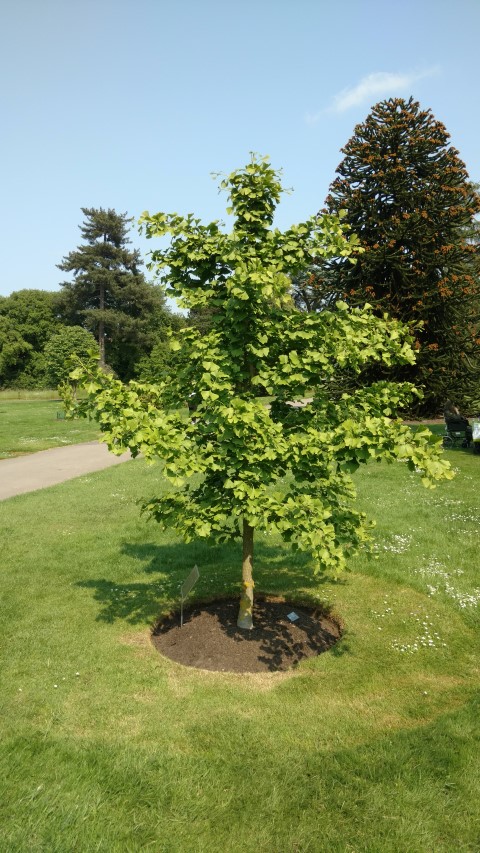 Ginkgo biloba plantplacesimage20160605_153456.jpg