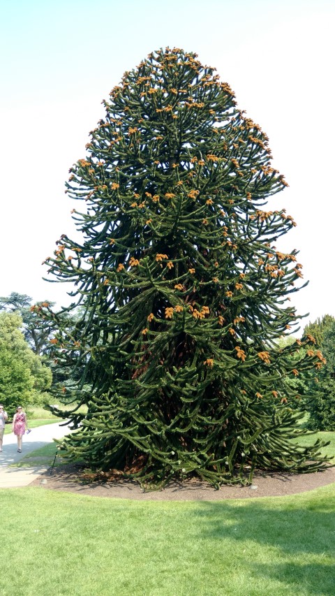 Araucaria araucana plantplacesimage20160605_153522.jpg