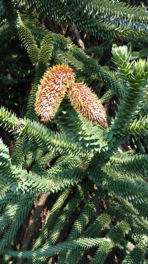 Araucaria araucana plantplacesimage20160605_153543.jpg