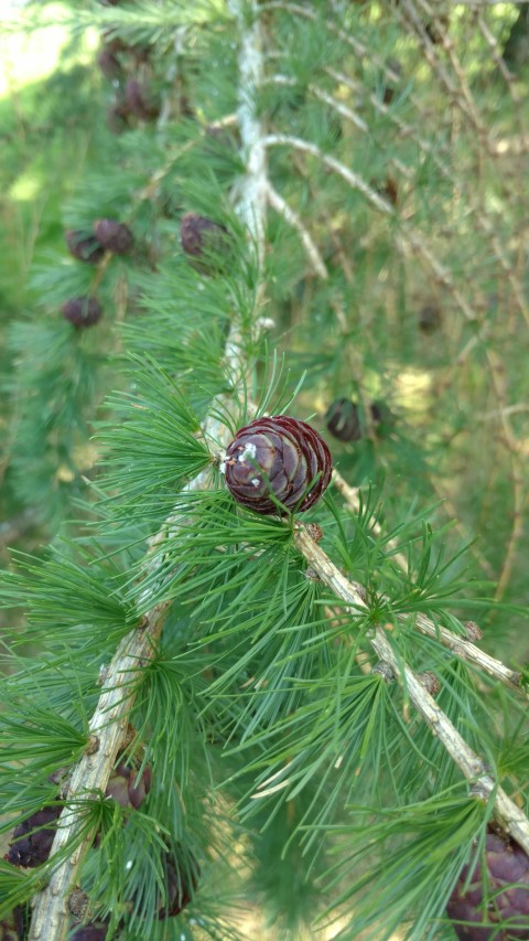 Larix decidua plantplacesimage20160605_153703.jpg