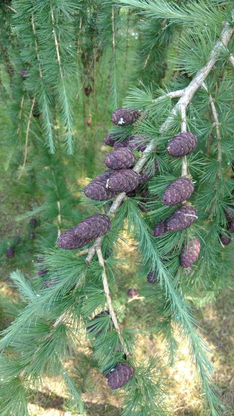 Larix decidua plantplacesimage20160605_153716.jpg