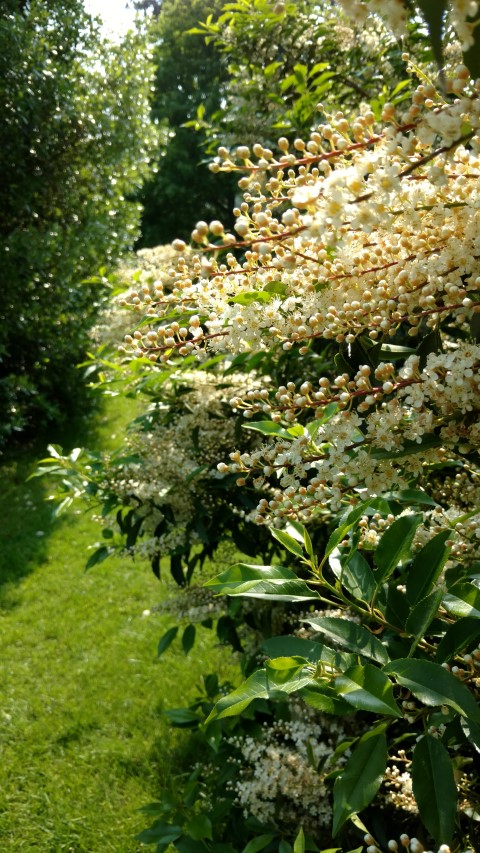 Prunus lusitanica plantplacesimage20160605_154622.jpg