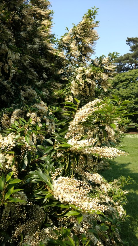 Prunus lusitanica plantplacesimage20160605_154636.jpg