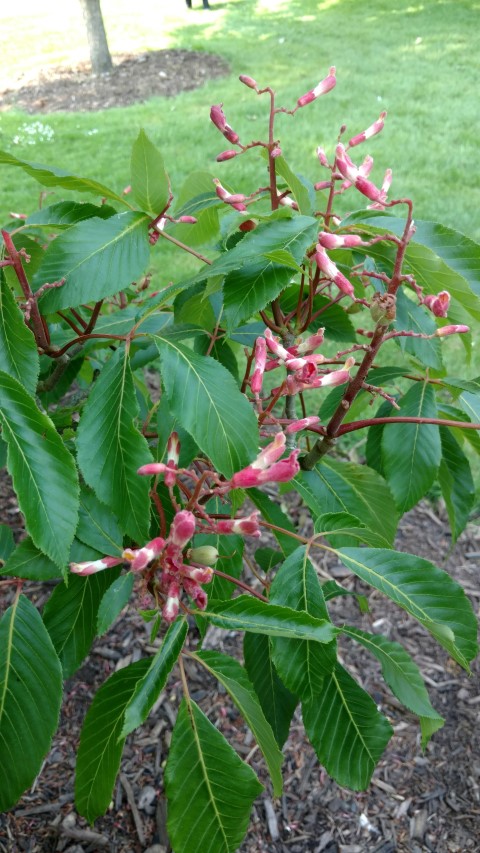 Aesculus hybrida plantplacesimage20160605_155123.jpg