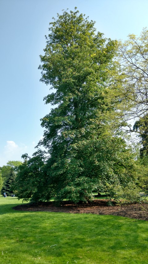 Aesculus hybrida plantplacesimage20160605_155230.jpg