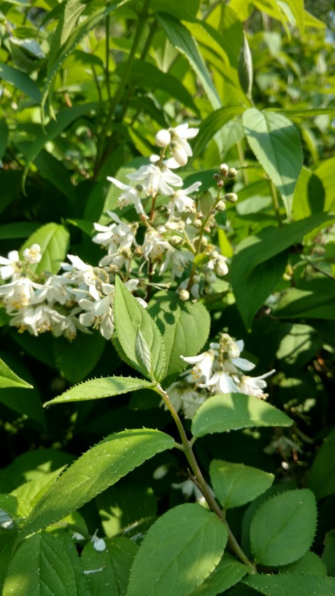 Deutzia hypoglauca plantplacesimage20160605_155807.jpg