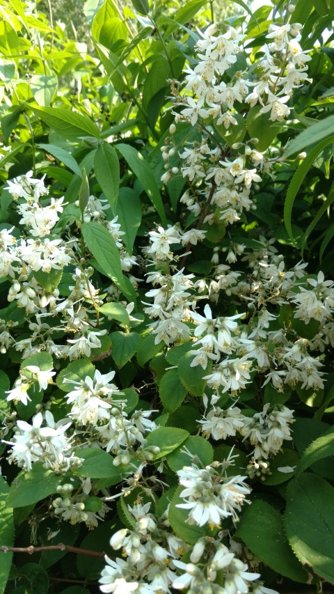 Deutzia hypoglauca plantplacesimage20160605_155819.jpg