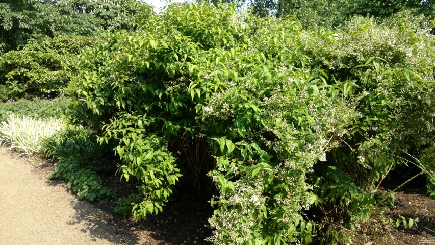 Deutzia hypoglauca plantplacesimage20160605_155834.jpg