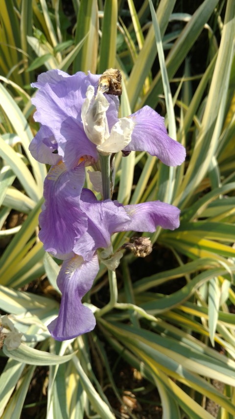 Iris pallida plantplacesimage20160605_155930.jpg