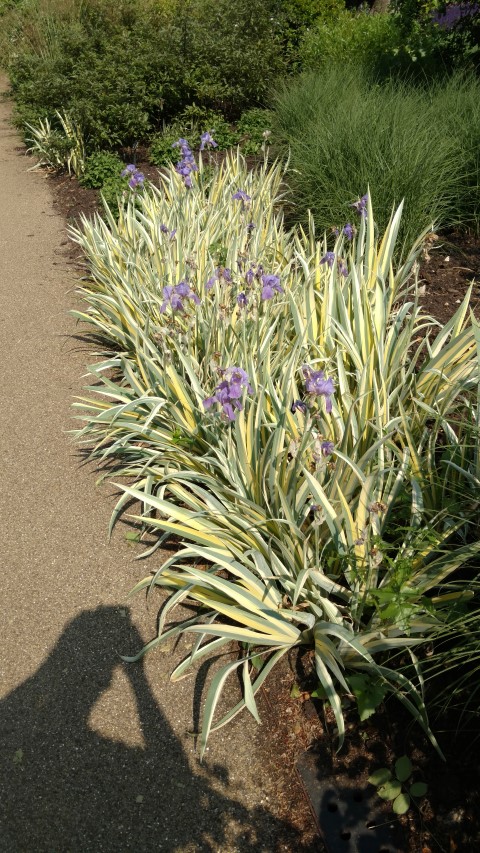 Iris pallida plantplacesimage20160605_155944.jpg