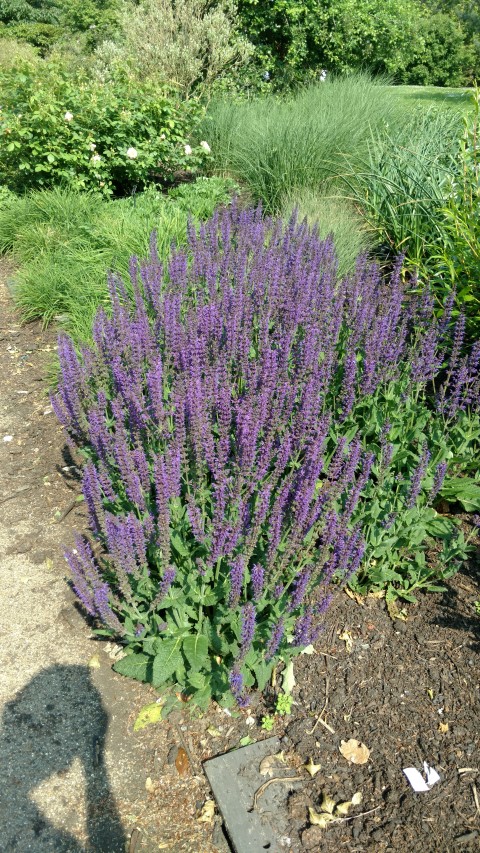 Salvia x sylvestris plantplacesimage20160605_160041.jpg