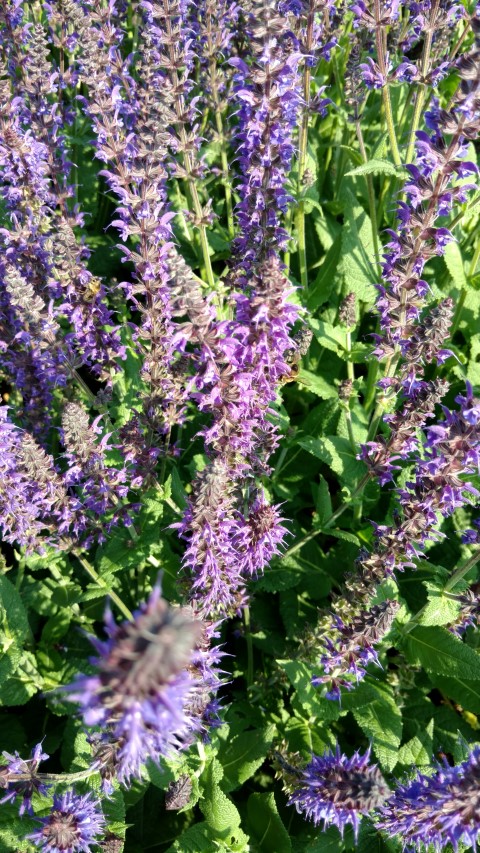 Salvia x sylvestris plantplacesimage20160605_160056.jpg