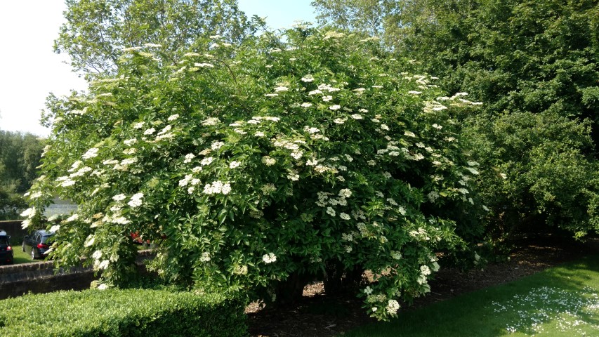 Sambucus nigra plantplacesimage20160605_160445.jpg