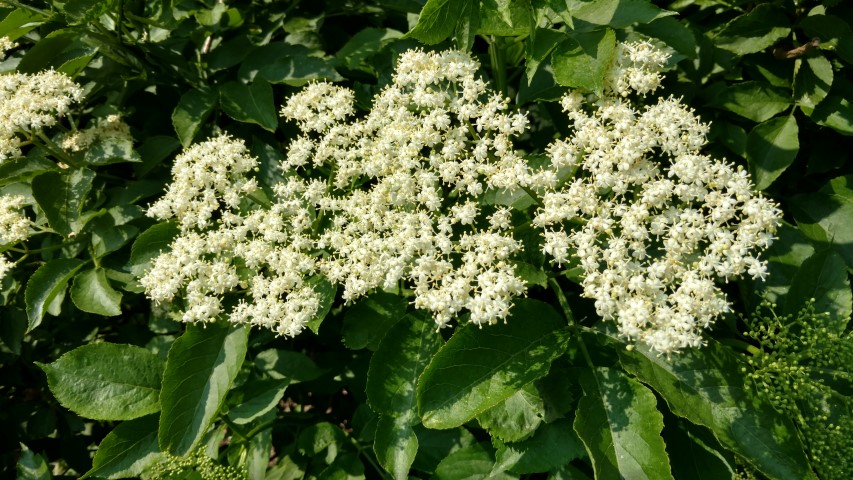 Sambucus nigra plantplacesimage20160605_160503.jpg