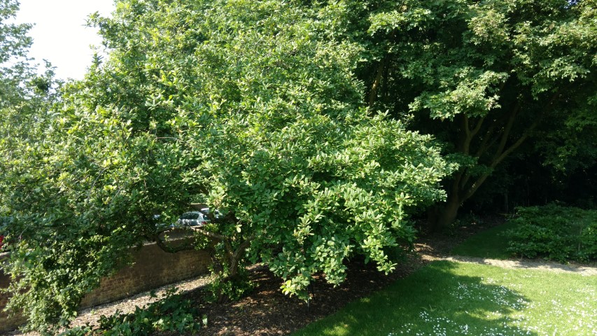 Mespilus germanica plantplacesimage20160605_160537.jpg