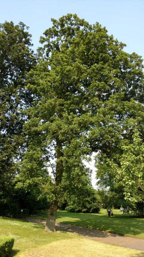 Quercus cerris plantplacesimage20160605_160710.jpg