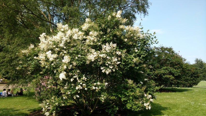 Syringa albida plantplacesimage20160605_162113.jpg