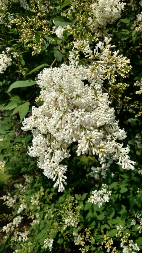 Syringa albida plantplacesimage20160605_162130.jpg