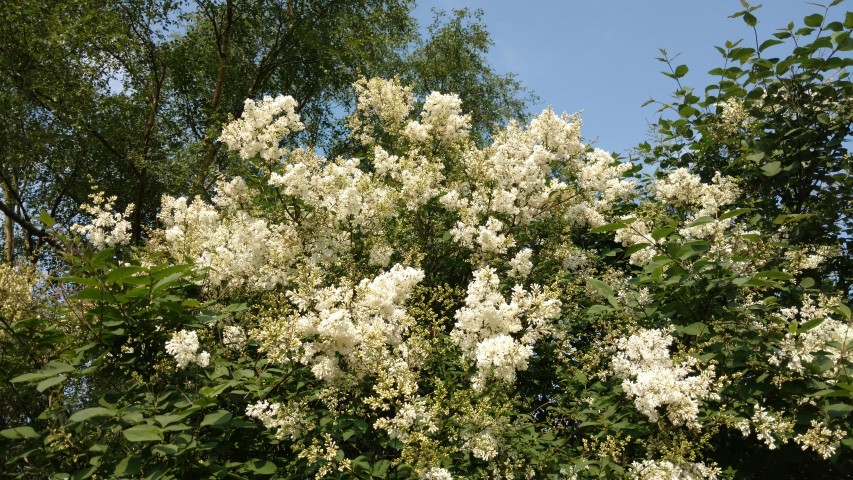 Syringa albida plantplacesimage20160605_162143.jpg