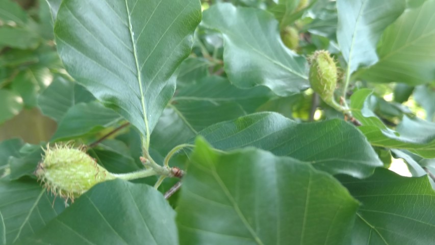 Fagus sylvatica plantplacesimage20160605_162236.jpg