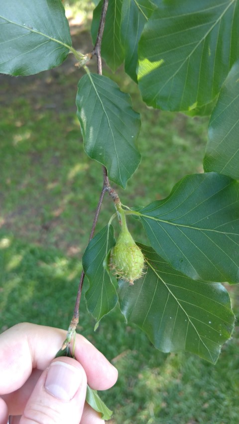 Fagus sylvatica plantplacesimage20160605_162248.jpg