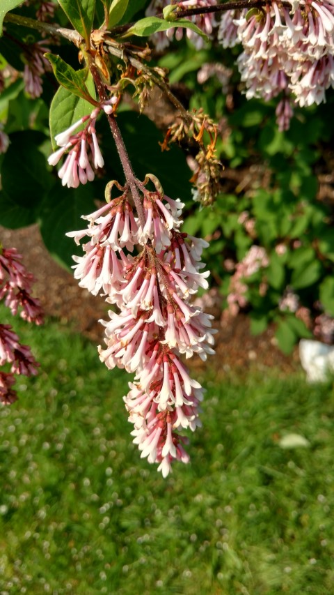 Syringa yunnanensis plantplacesimage20160605_162348.jpg