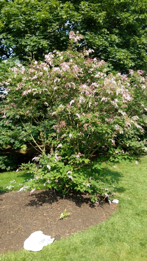 Syringa yunnanensis plantplacesimage20160605_162410.jpg