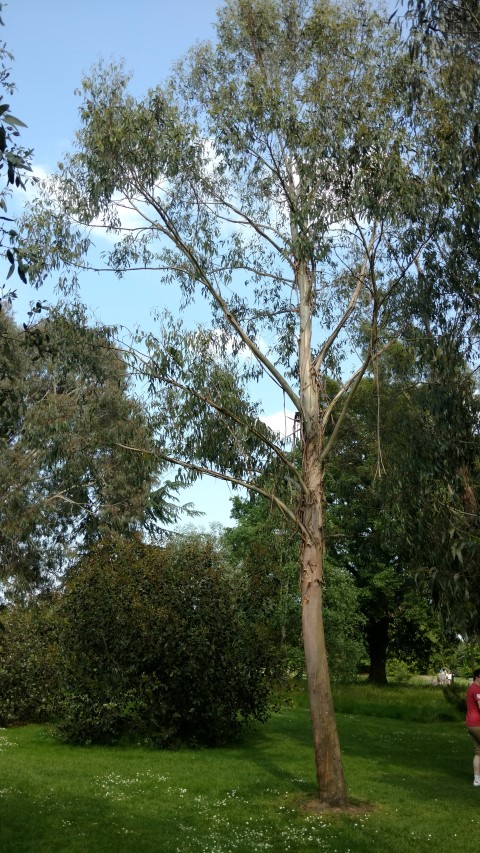 Eucalyptus delegatensis plantplacesimage20160605_162611.jpg
