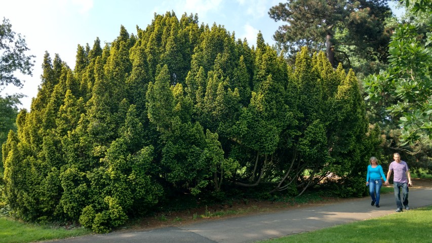 Taxus baccata plantplacesimage20160605_162909.jpg