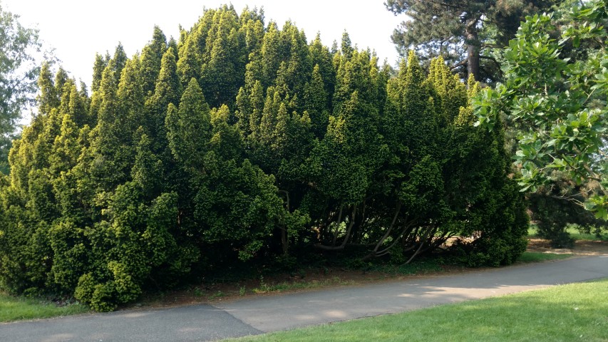 Taxus baccata plantplacesimage20160605_162925.jpg