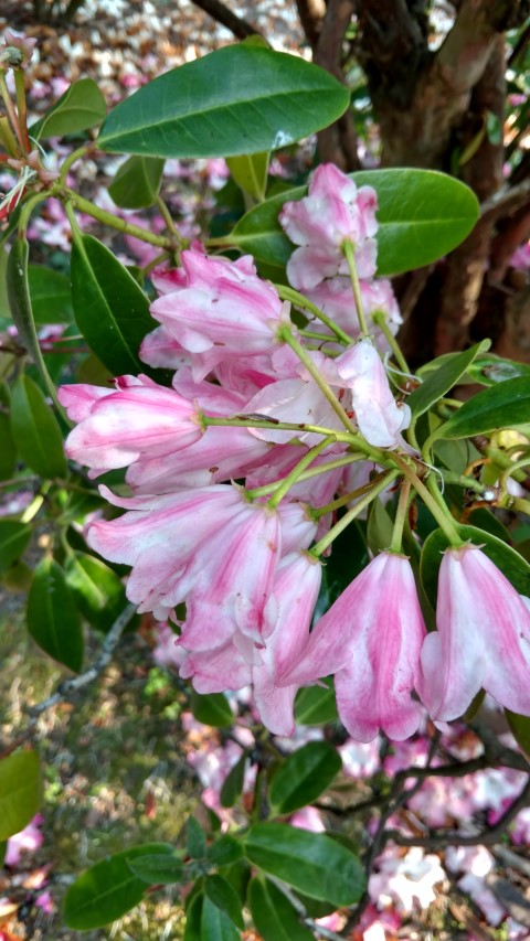 Rhododendron spp plantplacesimage20160605_163642.jpg