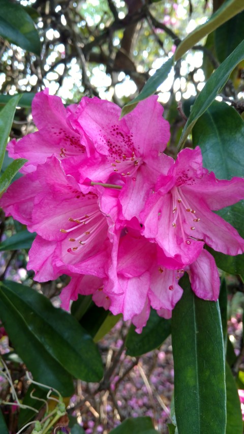 Rhododendron spp plantplacesimage20160605_163959.jpg