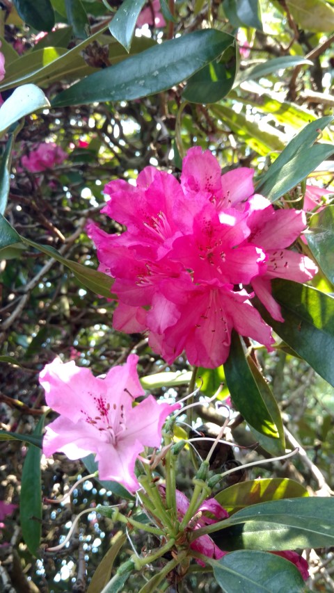 Rhododendron spp plantplacesimage20160605_164019.jpg