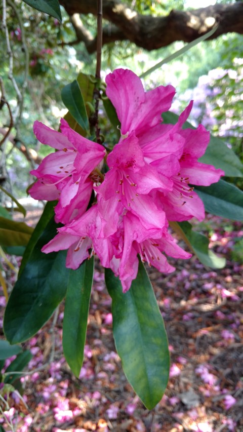 Rhododendron spp plantplacesimage20160605_164033.jpg