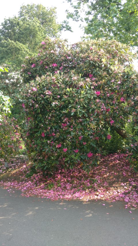 Rhododendron spp plantplacesimage20160605_164044.jpg