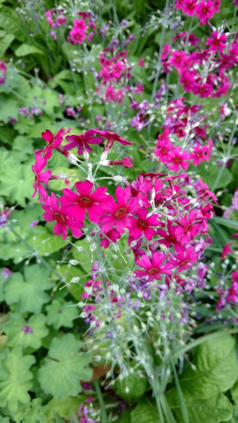 Primula pulverulenta plantplacesimage20160605_165152.jpg