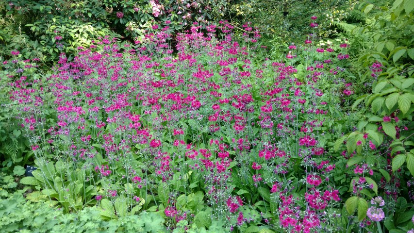 Primula pulverulenta plantplacesimage20160605_165206.jpg